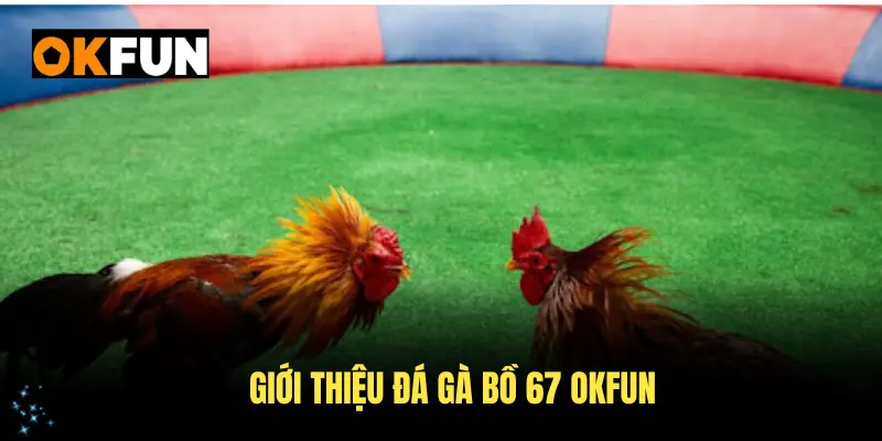 Giới thiệu đá gà bồ 67 chi tiết tại OKFUN